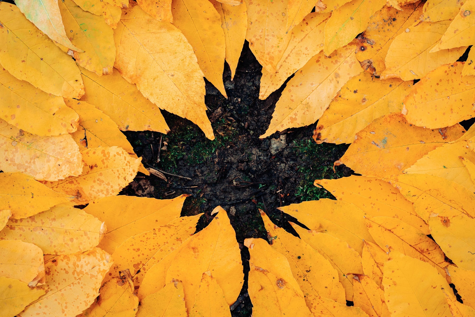 FALL IN LOVE WITH ORGANICS THIS SEASON