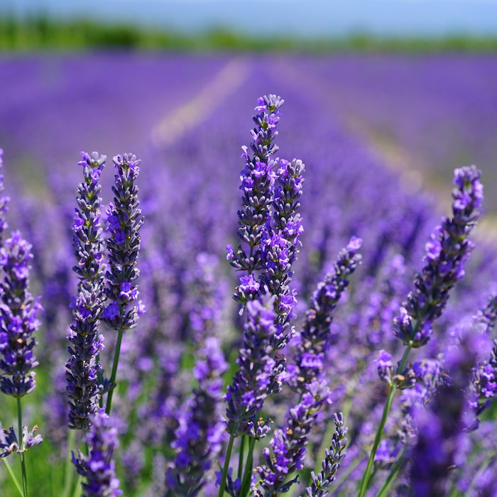 LAVENDER ESSENTIAL OIL: BENEFITS AND USAGE