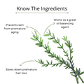 Rosemary Essential Oil